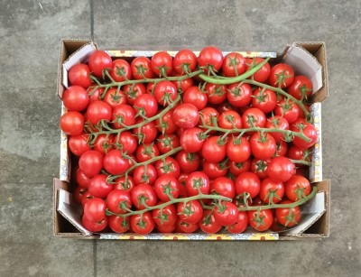 Foto Pomodoro Ciliegino Origine Italia Marchio Gentile 3